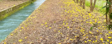 光緒百年水圳「興泉圳」黃花風鈴木花道綻放了 ! 藍綠色水如詩如畫 把握最佳花期